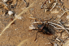 Acanthoplus discoidalis