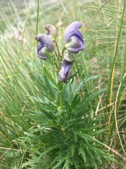 Aconitum nasutum
