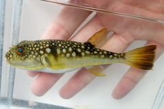Fine-Patterned Puffer photo 1