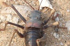 Acanthoplus discoidalis