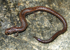 Batrachoseps gregarius