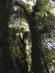 Fascicularia bicolor