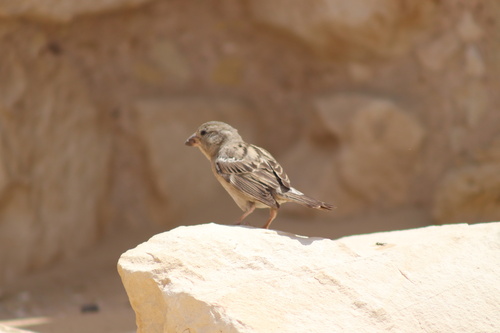 House Sparrow