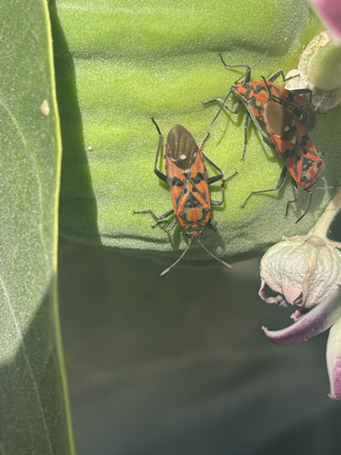 Indian Milkweed Bug