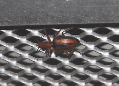 Drypta lineola