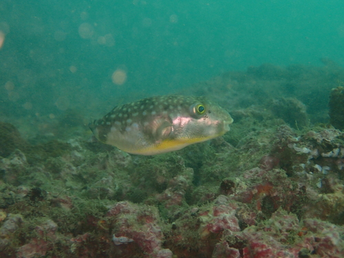 Milkspotted puffer (Chelonodon patoca) — Tetraodontidae — 3