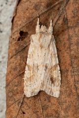 Lithophane bethunei