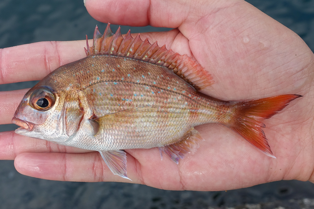 Genuine Porgy