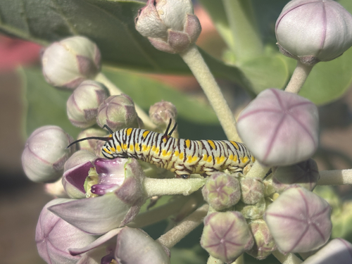 Plain Tiger Butterfly