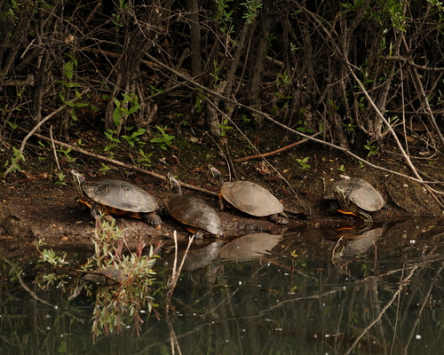 Trachemys scripta elegans