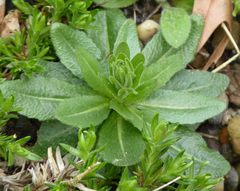 Arabis pycnocarpa adpressipilis