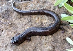 Batrachoseps pacificus