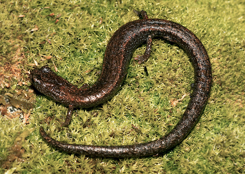 iNaturalist observation photo of Kings River Slender Salamander