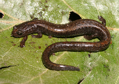 Batrachoseps relictus