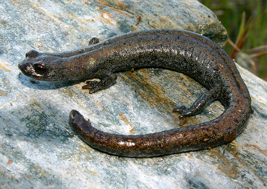 Kern Plateau Salamander