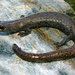 Kern Plateau Slender Salamander - Photo (c) Flaxington, some rights reserved (CC BY-NC), uploaded by Flaxington