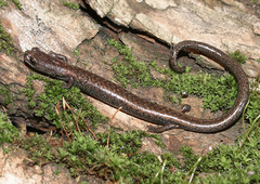 Batrachoseps simatus