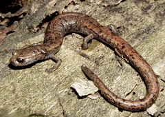 Batrachoseps stebbinsi