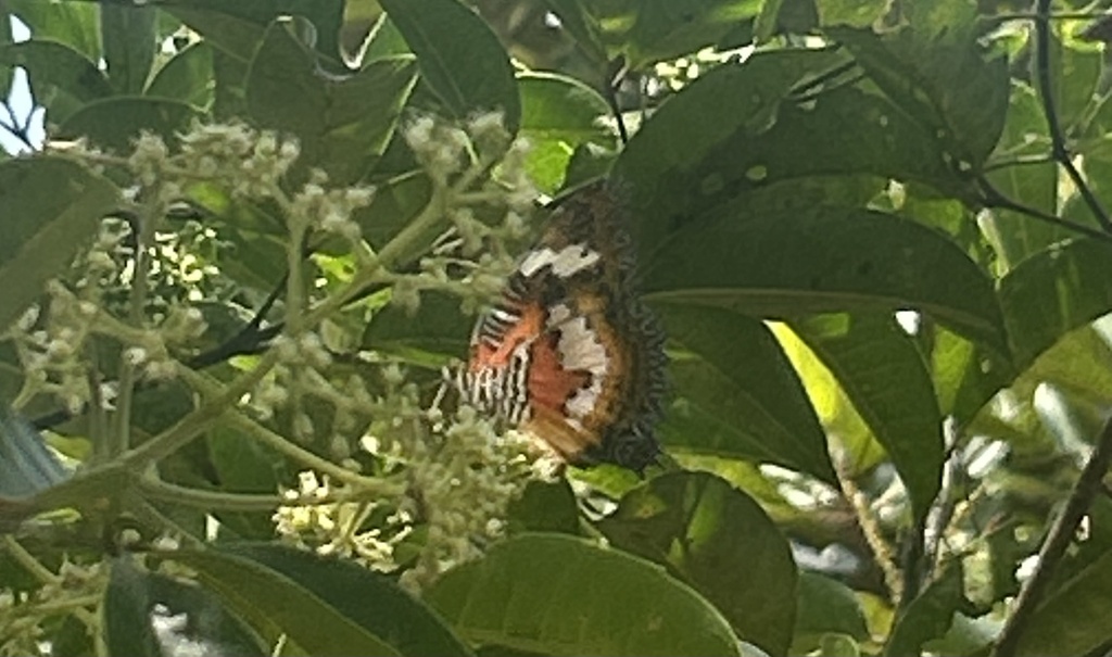 Malayan Lacewing (Cethosia hypsea)