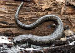 Batrachoseps stebbinsi