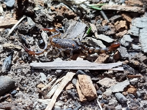 Forest Scorpion