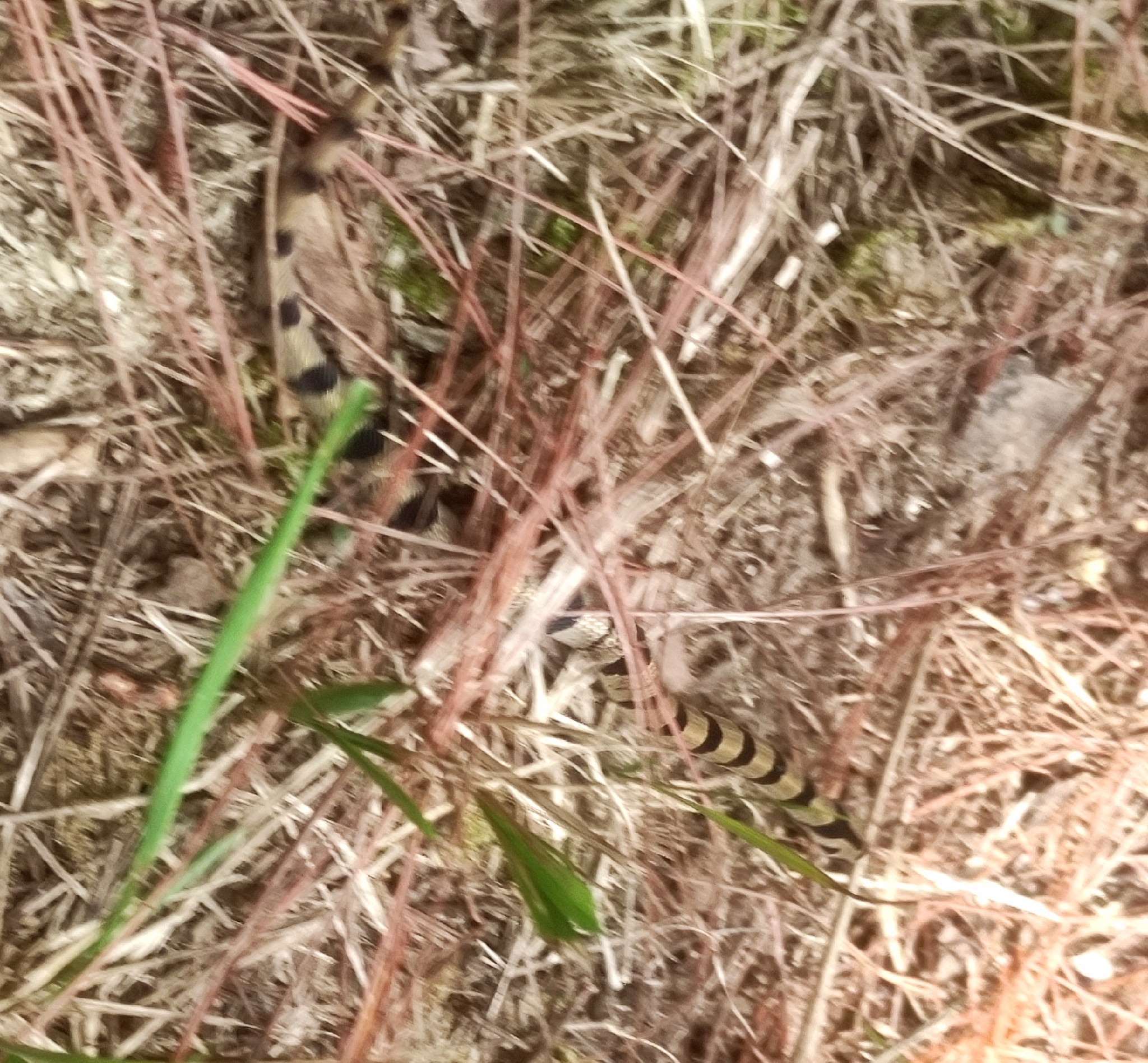 Northern Short-Headed Snake