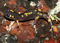 Ensatina eschscholtzii croceater