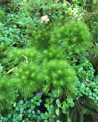 Dendroligotrichum dendroides