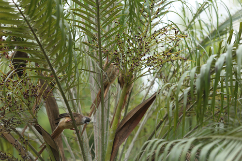 Red-backed Mousebird