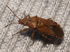 Orsillus depressus