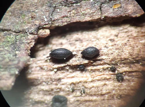 Lophium, 2026-04-24