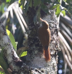 Lepidocolaptes squamatus