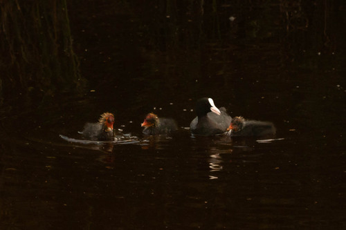 Avistamiento Fulica atra