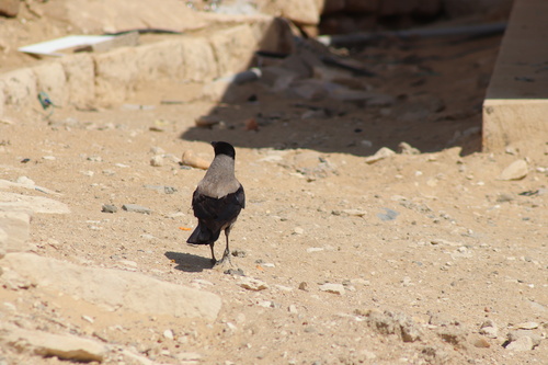 Hooded Crow