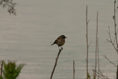 Avistamiento Saxicola rubicola