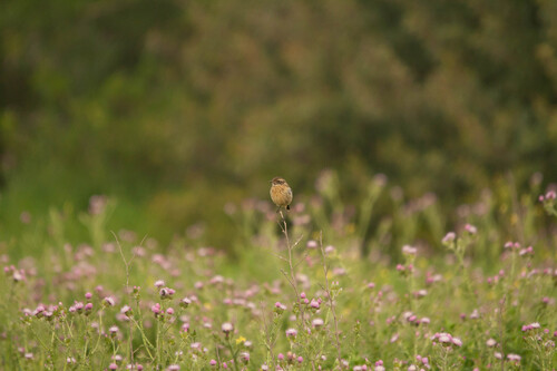 Avistamiento Saxicola rubicola