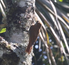 Lepidocolaptes squamatus