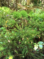 Dendroligotrichum dendroides