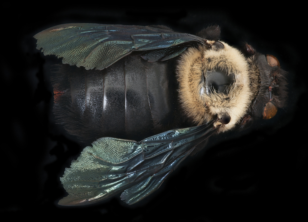Mamangava-de-Toco (Xylocopa grisescens) · BioDiversity4All