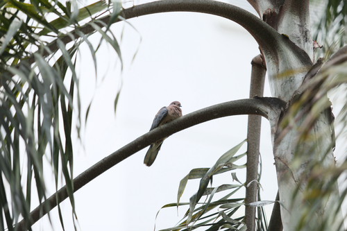 Laughing Dove