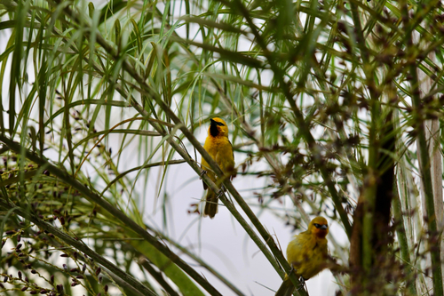Spectacled Weaver