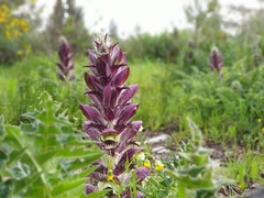 Acanthus syriacus