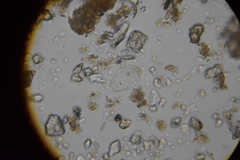 Argynnia dentistoma