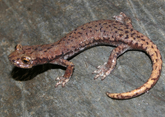 Hydromantes platycephalus