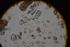 Argynnia dentistoma