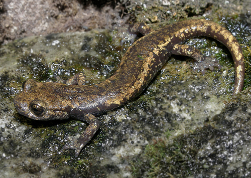 iNaturalist observation photo of Mount Lyell Salamander