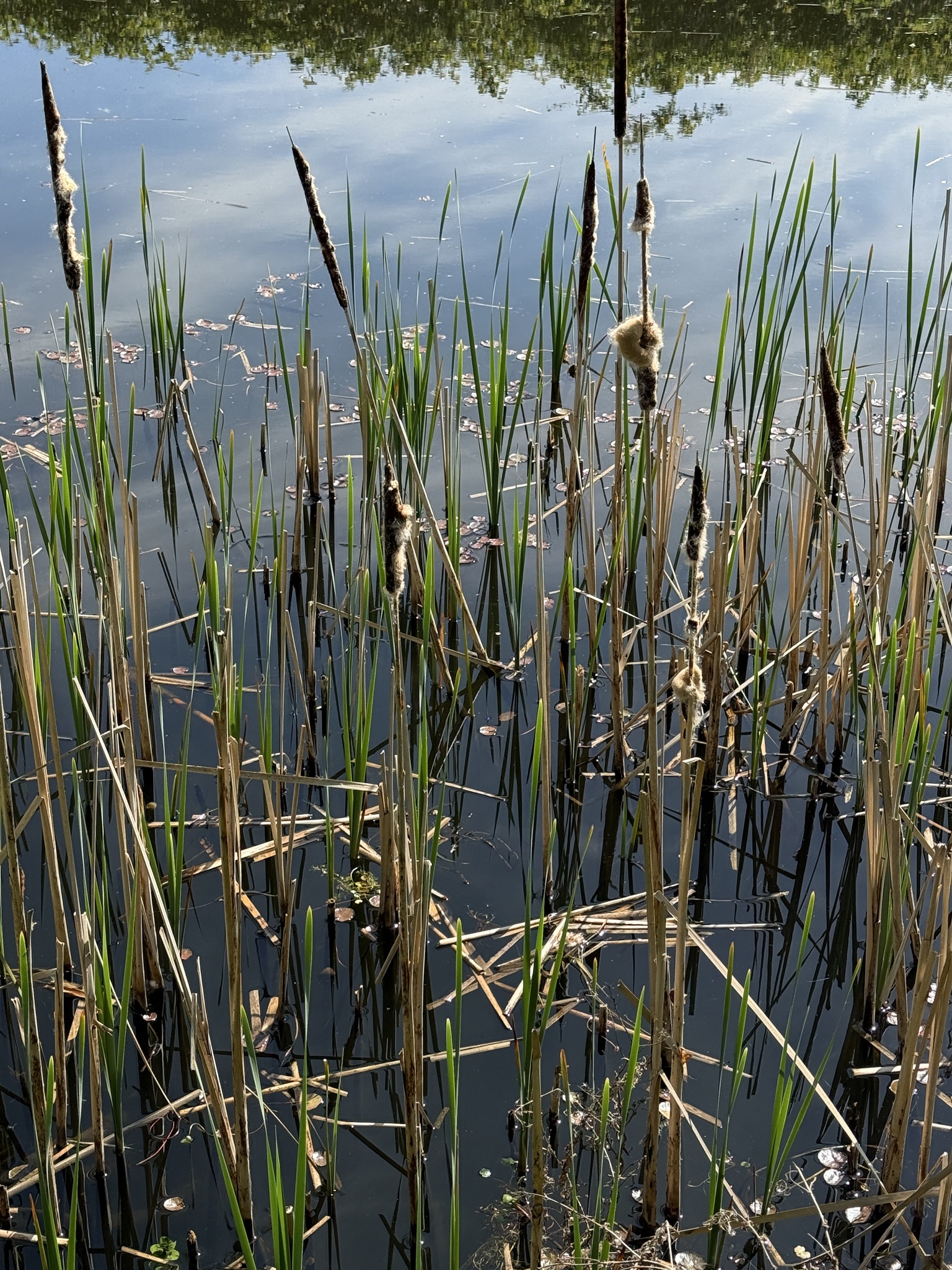 Broadleaf cattail