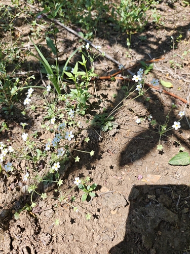 Umbelled rockjasmine