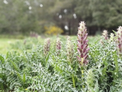 Acanthus syriacus