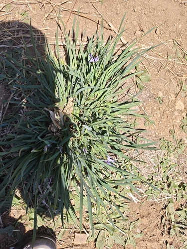 Iris oxypetala